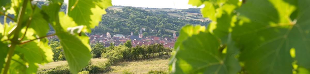 Taubertal: Weingut Hofmann