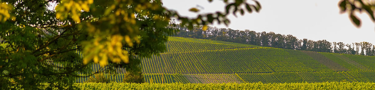 Weinbaugebiet Württemberg